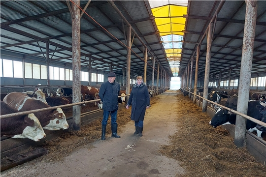 Проверка готовности животноводческих помещений  к зимовке скота в Ибресинском районе 