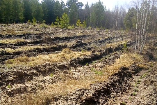 БУ ЧР «Вурнарское лесничество» совместно с членами казачьего общества  проведены мероприятия в целях реализации Стратегии государственной политики Российской Федерации в отношении русского казачества на 2021 - 2030 годы