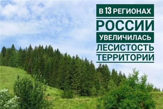 Чувашская Республика среди регионов России, где увеличилась лесистость территории