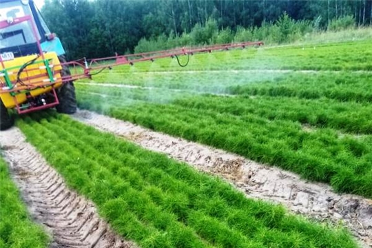 В Кирском лесничестве проведено второе профилактическое опрыскивание посевов сосны
