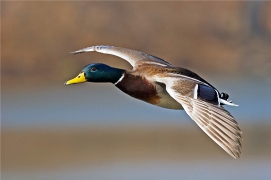 В Чувашии открылся сезон охоты на птиц 