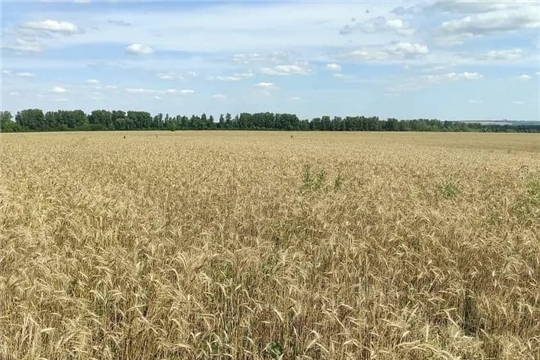 В Канашском районе обмолочено 55% площади зерновых культур
