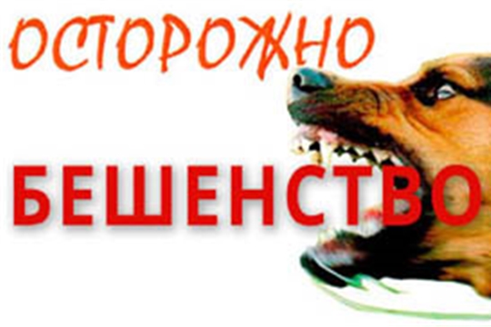 Установлены ограничительные мероприятия (карантин) по бешенству на территории д. Клычево Чебоксарского района