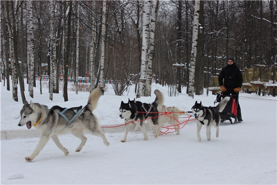 В парке «Лакреевский лес» в Чебоксарах прошли показательные заезды на собачьих упряжках