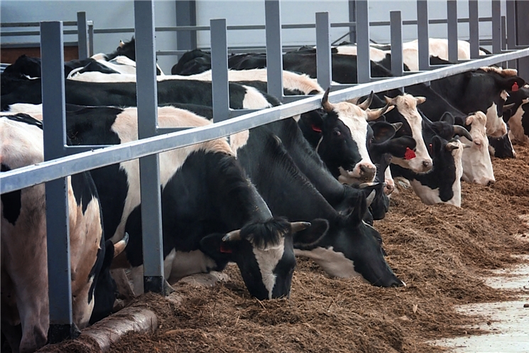 В Цивильском районе открыли молочно-товарную ферму