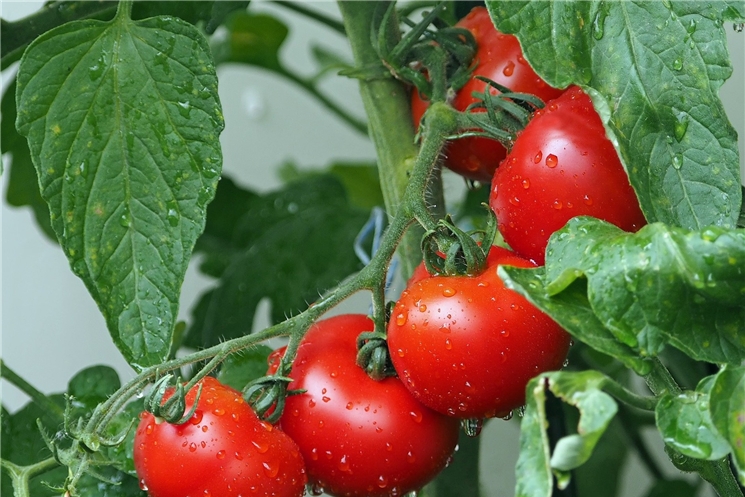 Чувашия — лидер в ПФО по производству томатов в зимних теплицах