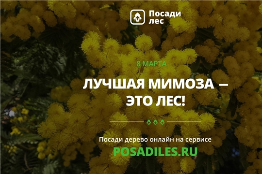 В преддверии 8 марта стартует акция «Лучшая мимоза - это лес»