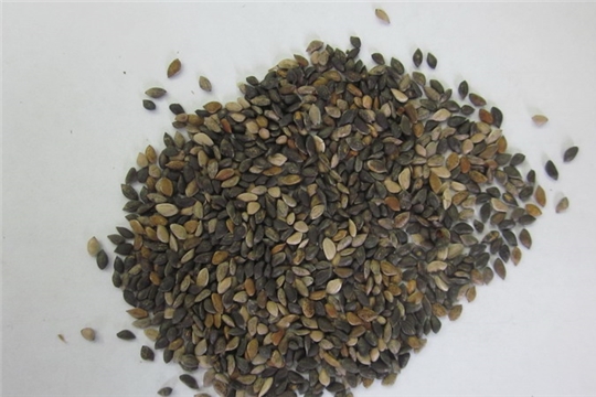 Предварительный анализ лесосеменного сырья провели в ЦЗЛ Чувашской Республики