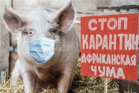 Минсельхоз РФ утвердил новые ветправила по борьбе с АЧС