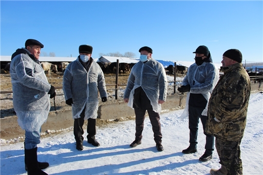 Глава администрации Урмарского района ознакомился с ходом зимовки скота в ООО «Средний Аниш»