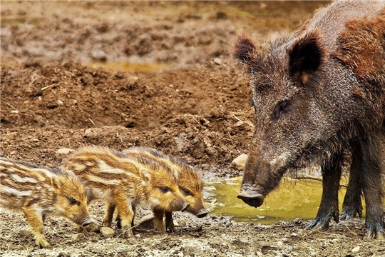 Ситуация с африканской чумой свиней находится под контролем