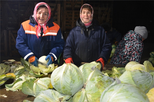 Ядринская капуста востребована