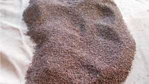 В Вурнарском лесничестве ведутся работы по подготовке семян лесных растений к весеннему посеву