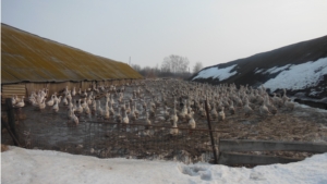 В ОАО «Племенная птицефабрика «Урмарская» прибыла экспертная комиссия для проведения обследования племенной деятельности 