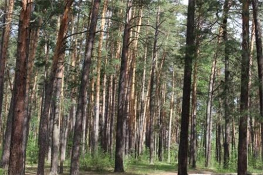 И снова о порядке заключения с гражданами договоров купли-продажи лесных насаждений для собственных нужд