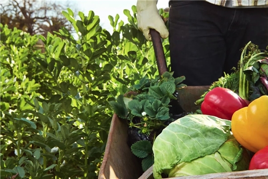Федеральный закон № 280 – ФЗ «Об органической продукции и о внесении изменений в отдельные законодательные акты Российской Федерации» вступает в силу с 1 января 2020 года