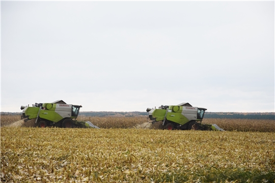 Уборка кукурузы на полях АО «Вурнарский мясокомбинат»  