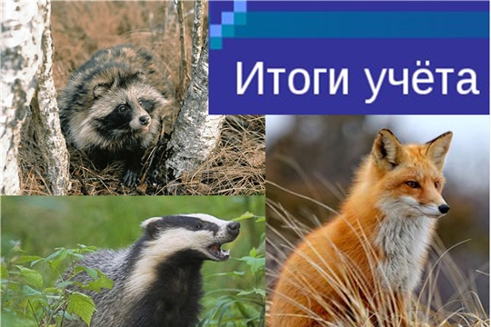 В Чувашии подведены итоги учетов барсука, лисицы и енотовидной собаки