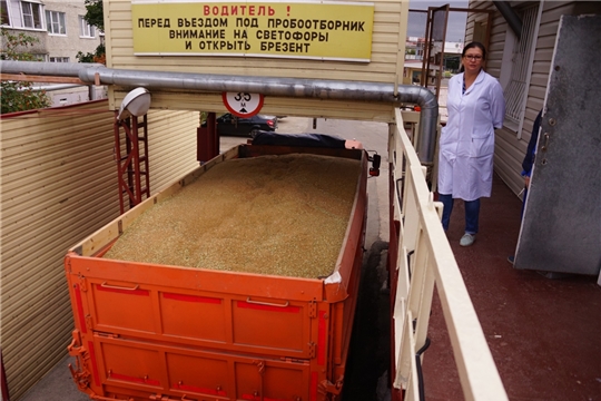 АО «Чувашхлебопродукт» открыло сезон приемки зерна урожая 2019 года