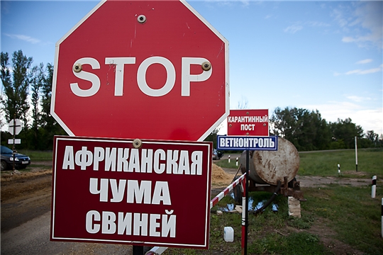 Памятка населению по африканской чуме свиней