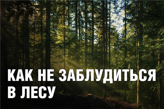 Как не заблудится в лесу