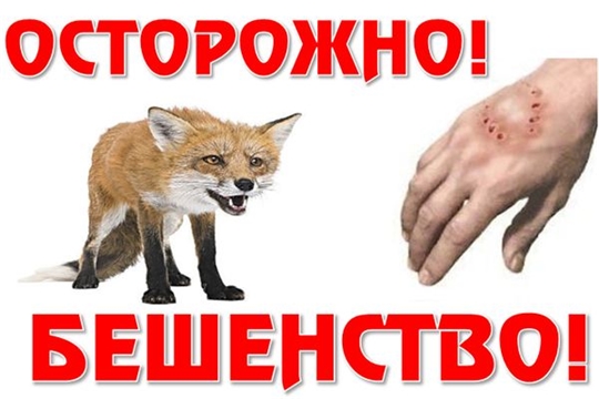 Памятка по профилактике бешенства