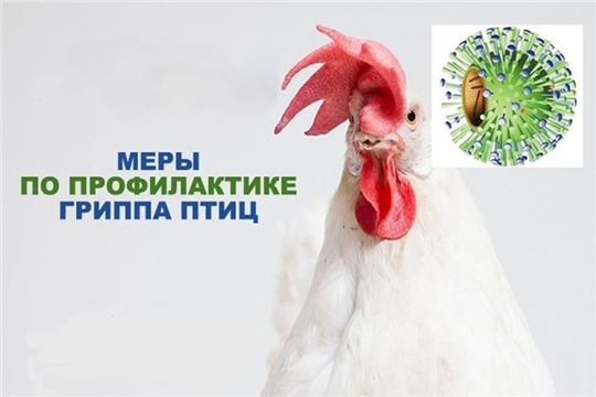 Рекомендации по недопущению гриппа птиц