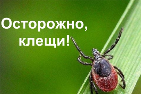 Берегитесь укусов клещей