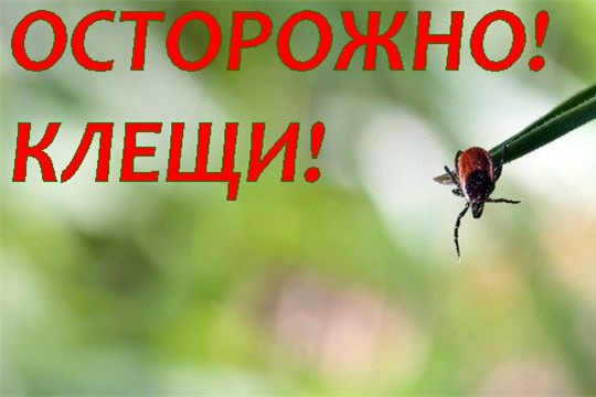 О ситуации по инфекциям, передающимся с укусом клещей