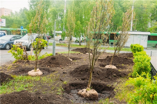 В Чебоксарах весной высадят 302 дерева и 1174 кустарника