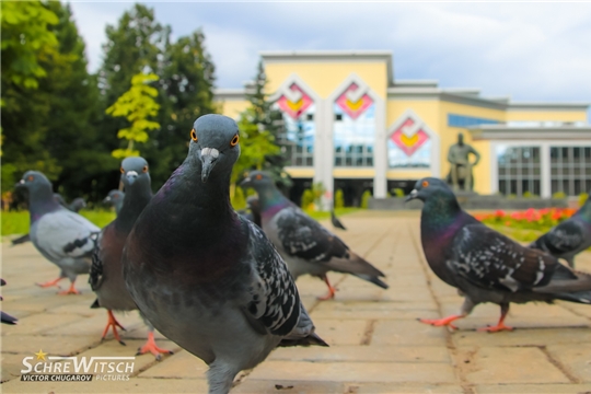 В Национальной библиотеке подведены итоги фотокросса «В объективе – птицы»