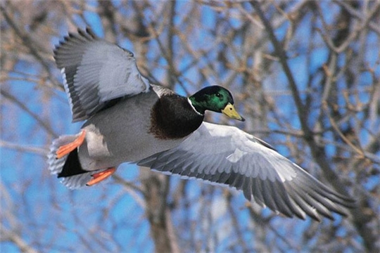 Сезон весенней охоты в Чувашии откроется 18 апреля 