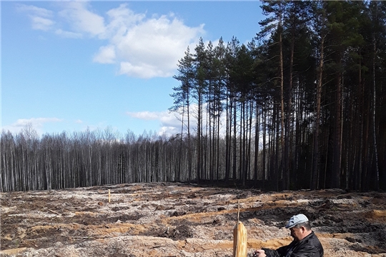 В Шемуршинском лесничестве проводится приемка лесовосстановительных работ