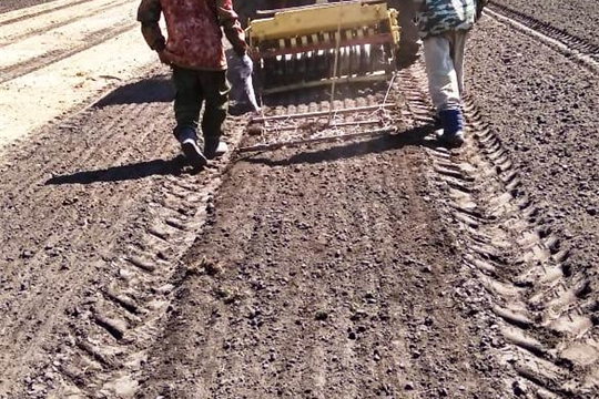 В Шемуршинском лесничестве ведутся работы по посеву семян лесных растений 