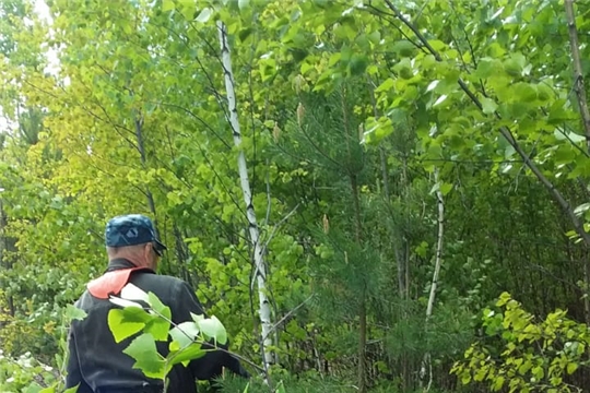 В Алатырском лесничестве проводят уход за молодыми насаждениями