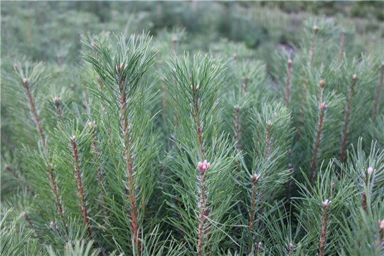 Географический охват Всероссийской акции «Сохраним лес» составил 85 регионов