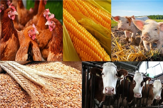 Объем производства сельхозпродукции в Чувашии за первое полугодие вырос на 3,5%