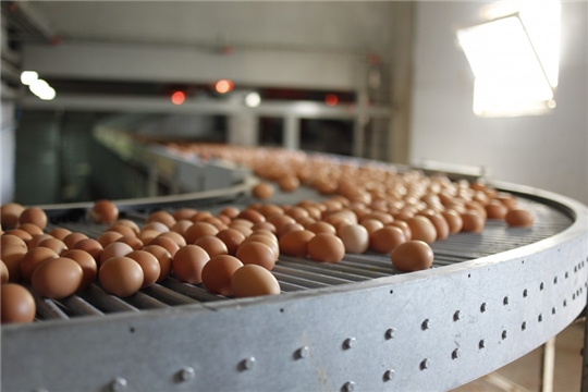 Чувашия в четверке лидеров роста производства куриных яиц в ПФО за 9 месяцев