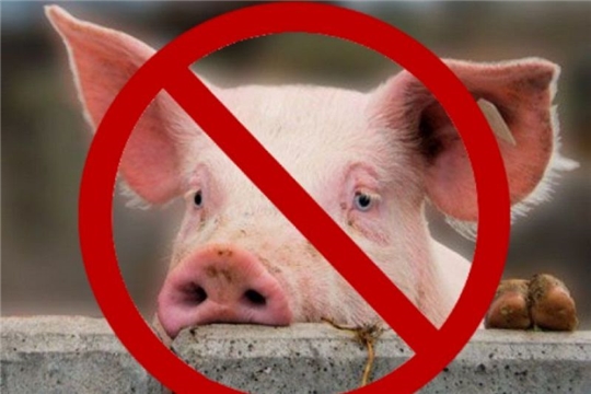 О сложной эпизоотической ситуации по африканской чуме свиней