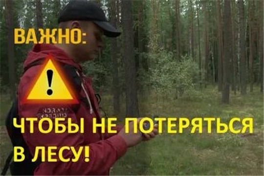 Как не заблудится в лесу