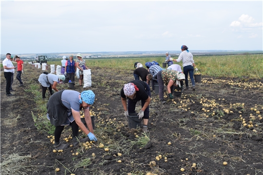 Уборка картофеля в Батыревском районе продолжается.