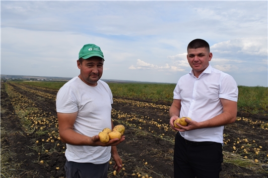 Уборка картофеля в Батыревском районе