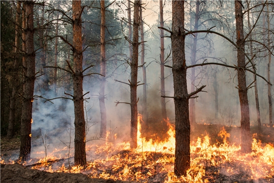 «Посади лес» собирает средства для добровольных лесных пожарных в Якутии и Мордовии