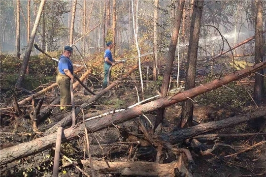 Чебоксарской межрайонной природоохранной прокуратурой проведена проверка по факту пожара в государственном природном заповеднике «Присурский»