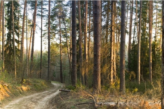 Ограничения на посещение лесов Заволжья сняты