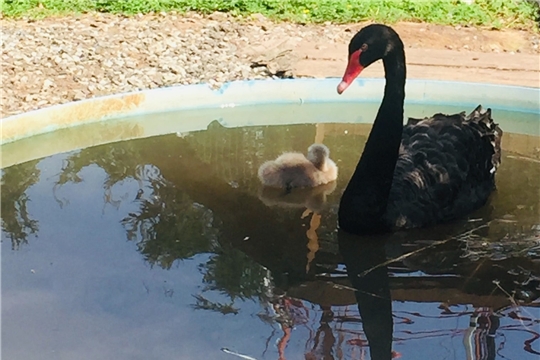 У черных лебедей в Чебоксарском детском парке имени А.Г. Николаева вылупился птенец