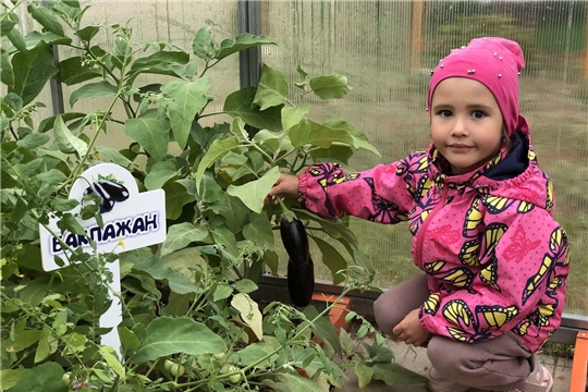 Дошкольные учреждения города Чебоксары принимают участие во Всероссийском природоохранном проекте