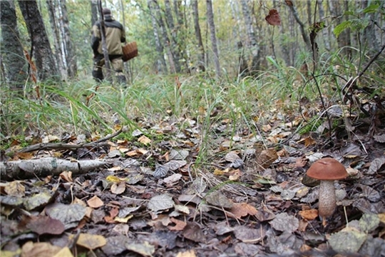 Спасателями найдены «потеряшки» в  лесах Красночетайского района