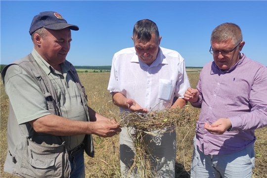 В ООО «Агрофирма «Канмаш» полным ходом идет обмолот озимой вики