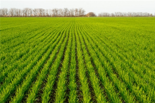 Аграрии Красноармейского района выполнили план сева озимых зерновых культур